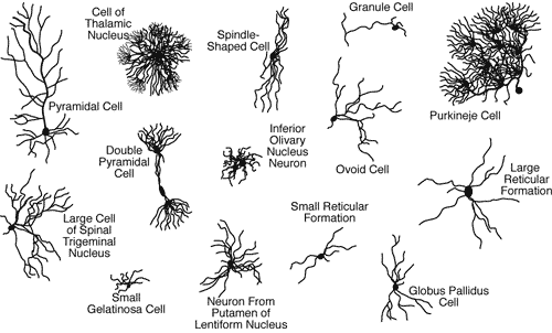 Neurons Synapses