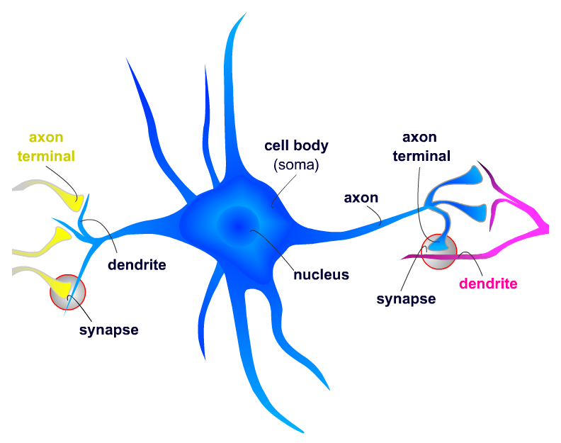 Neurons, Synapses, Action Potentials, and Neurotransmission
