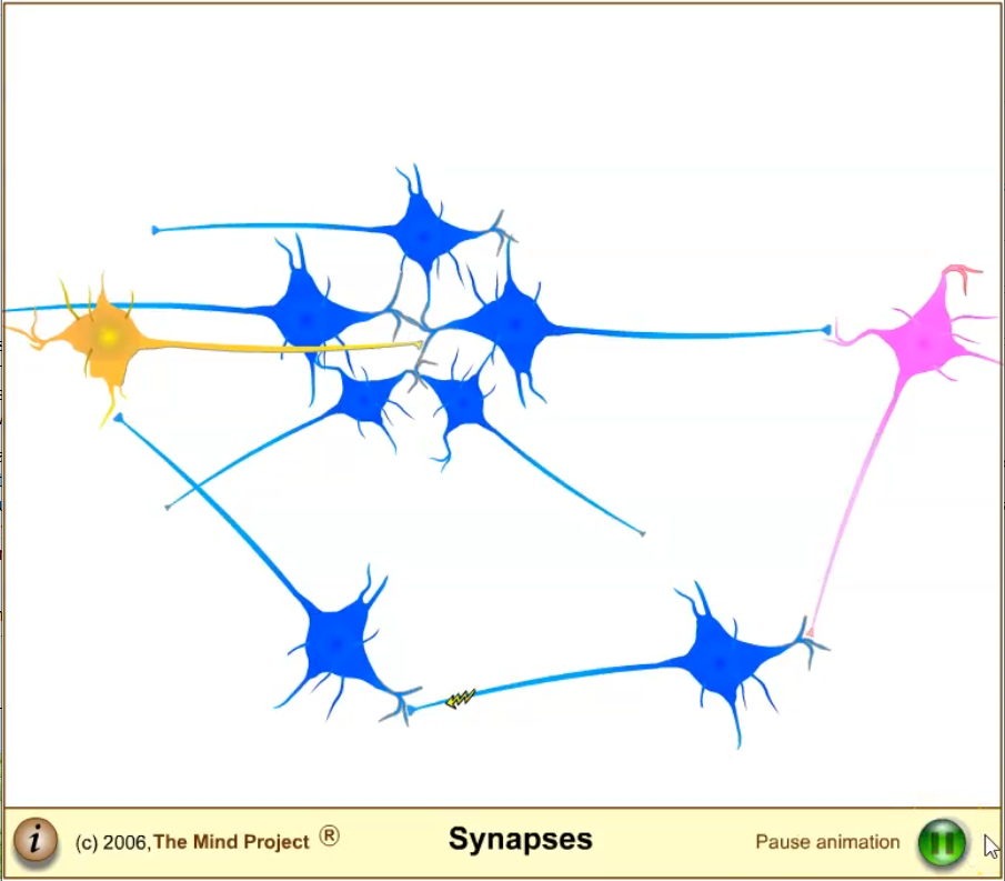 Neurons, Synapses, Action Potentials, and Neurotransmission